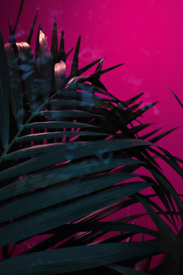 Pink And Black Aesthetic Wallpapers Wallpaper Cave