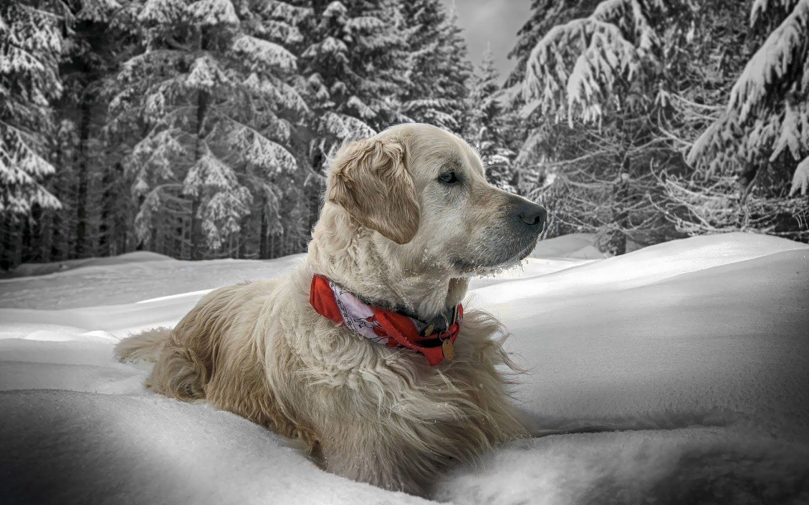 Winter Dogs Wallpapers Wallpaper Cave