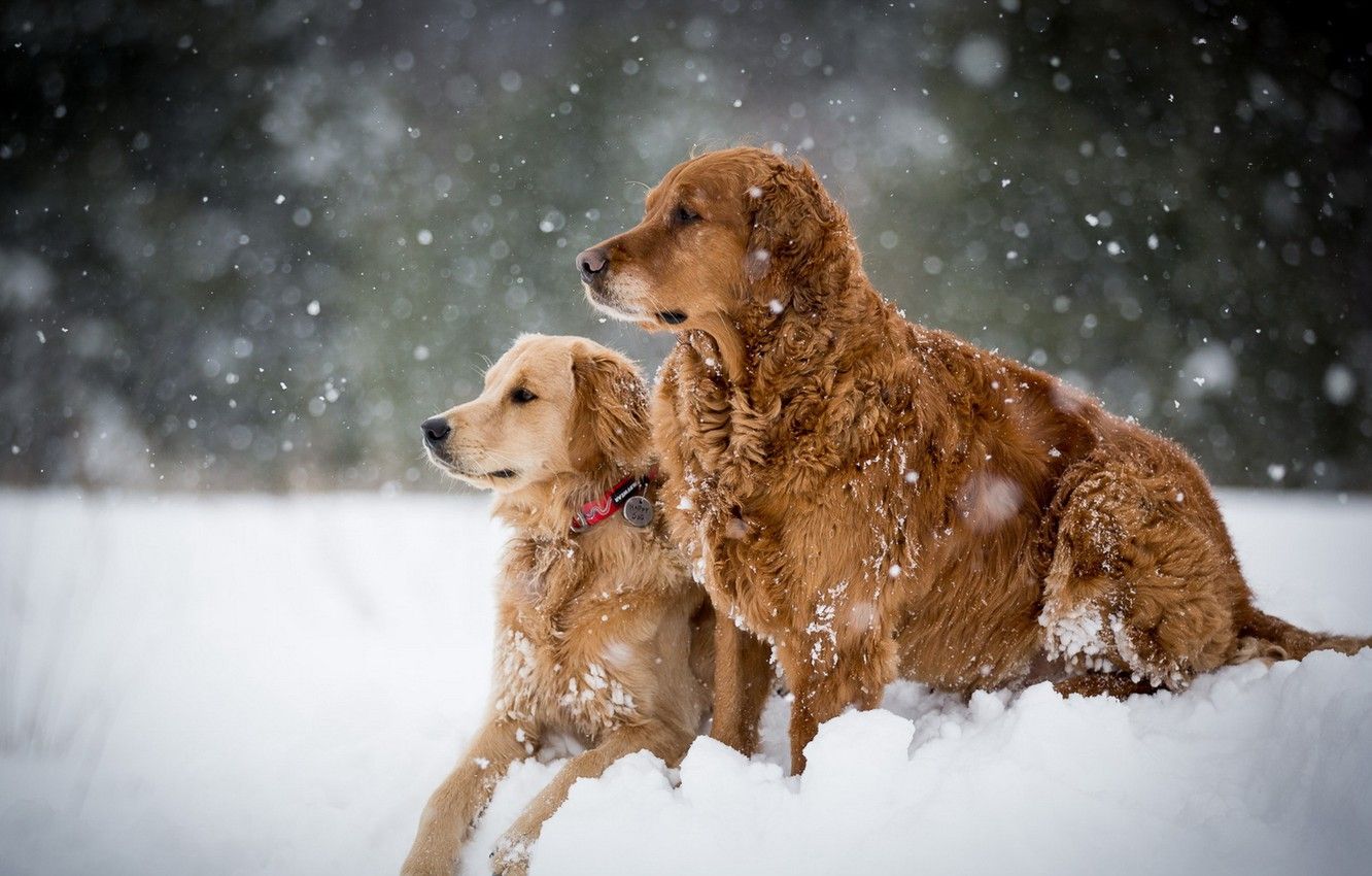 Winter Dogs Wallpapers Wallpaper Cave