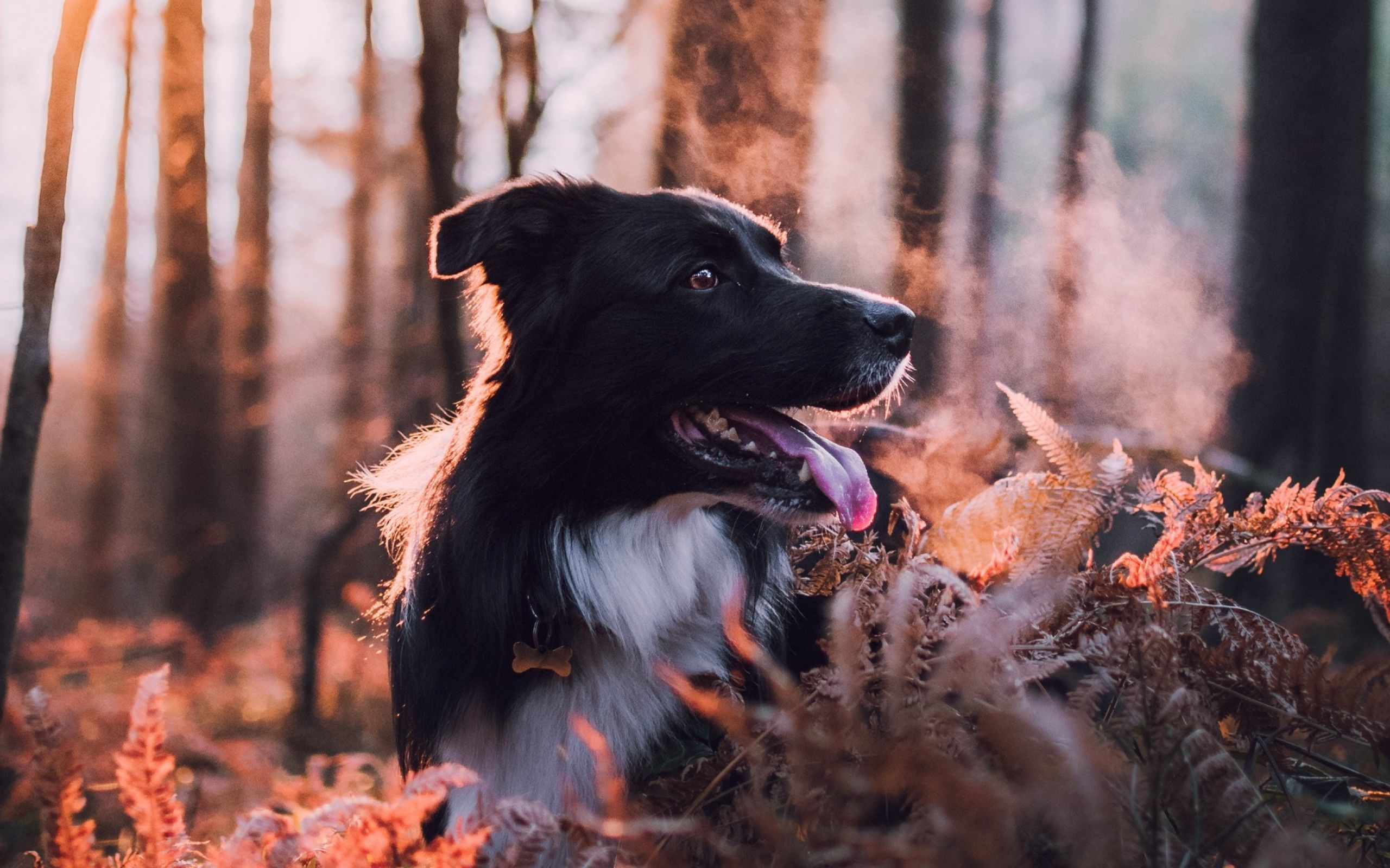 Winter Dogs Wallpapers Wallpaper Cave