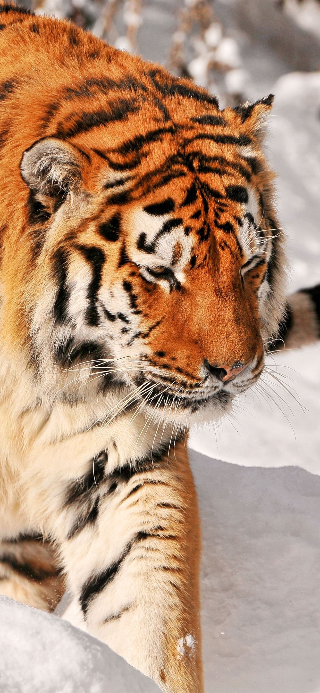 Tiger HD Mobile Wallpapers Wallpaper Cave