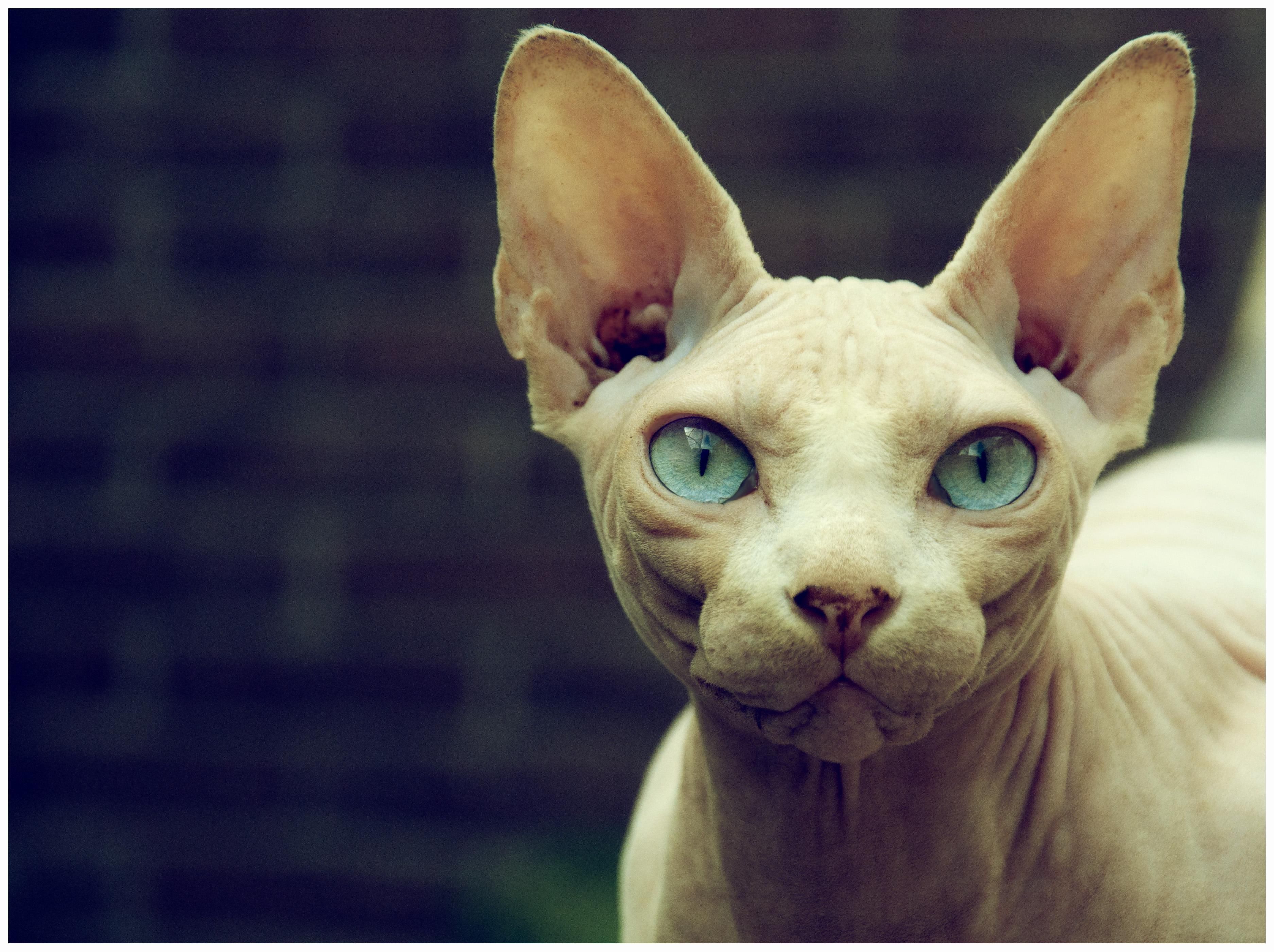 Hairless Cat Wallpapers Wallpaper Cave