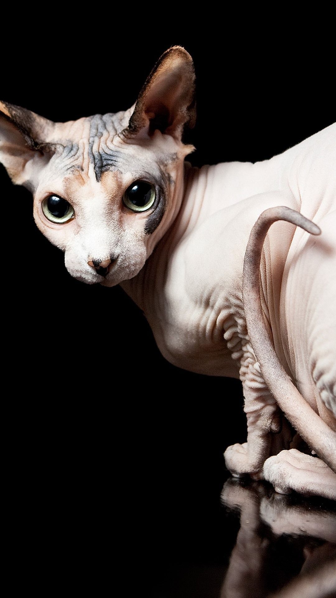 Hairless Cat Wallpapers Wallpaper Cave