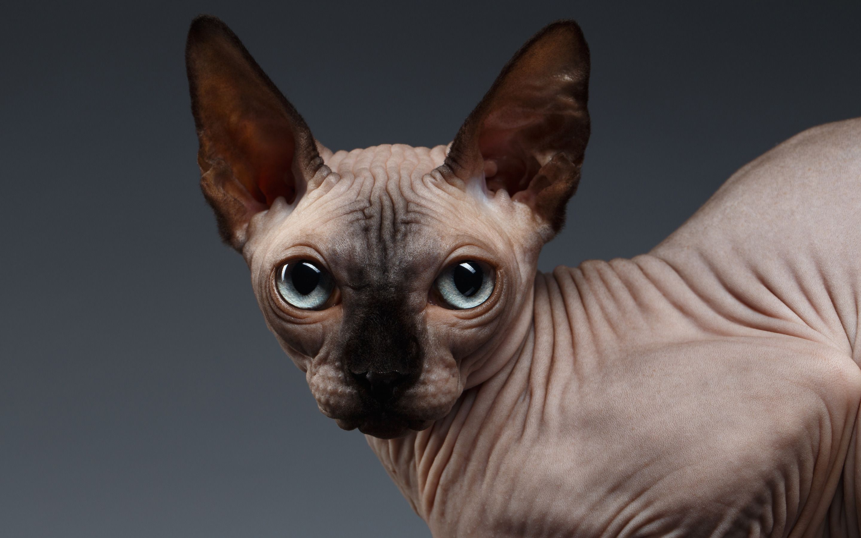 Hairless Cat Wallpapers Wallpaper Cave