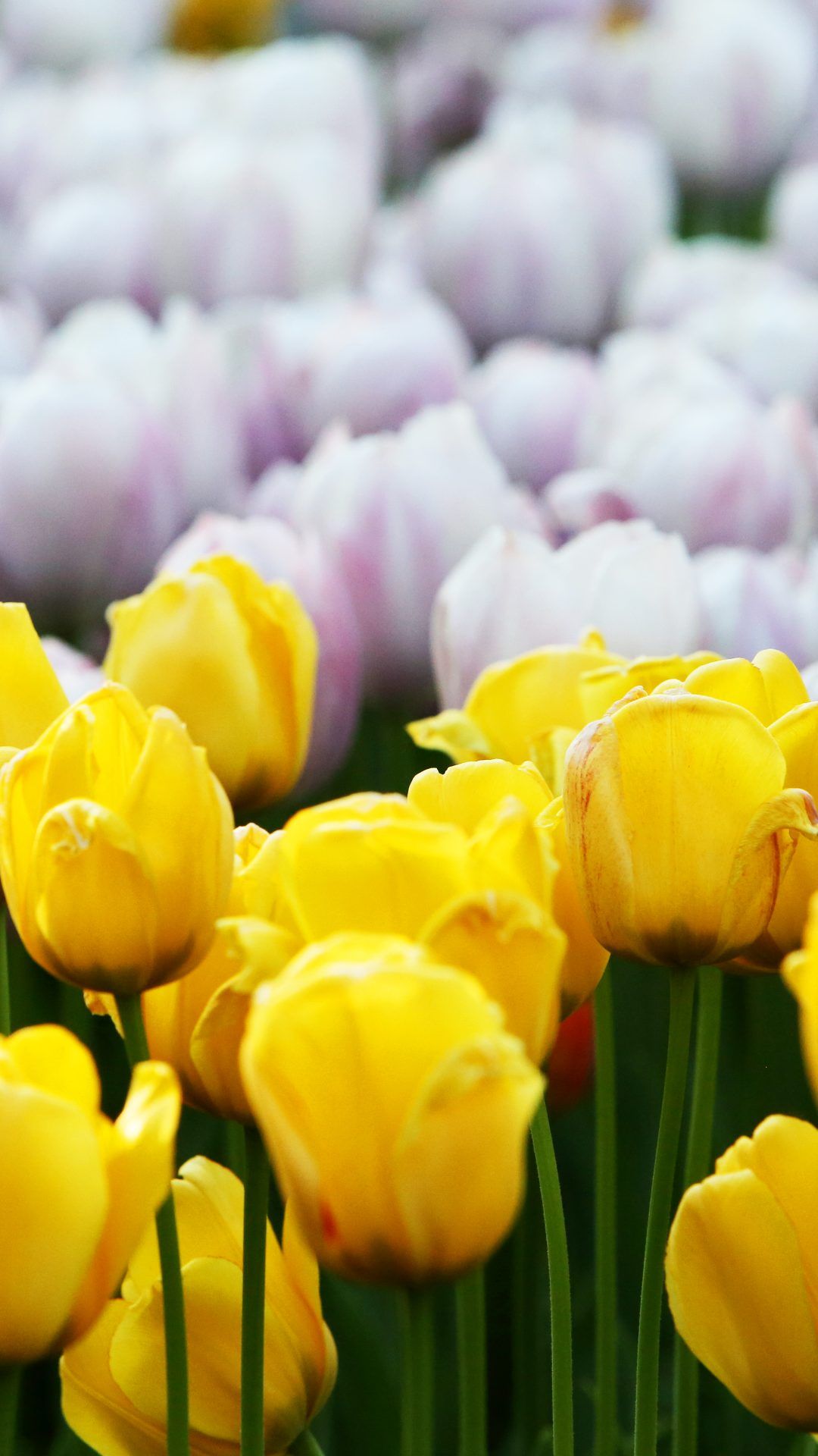 4k Flower For iPhone Wallpapers Wallpaper Cave