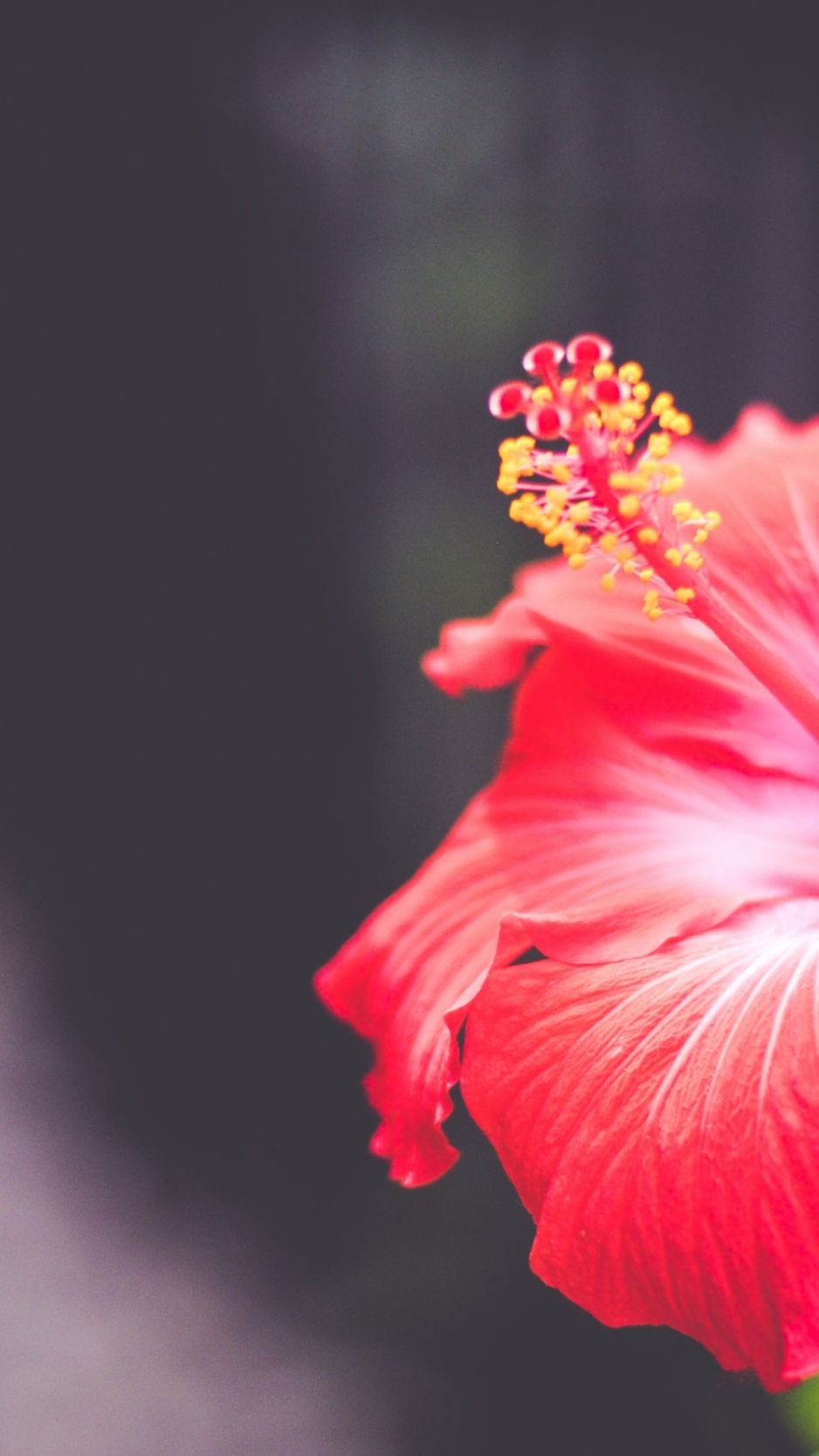 4k Flower For iPhone Wallpapers Wallpaper Cave