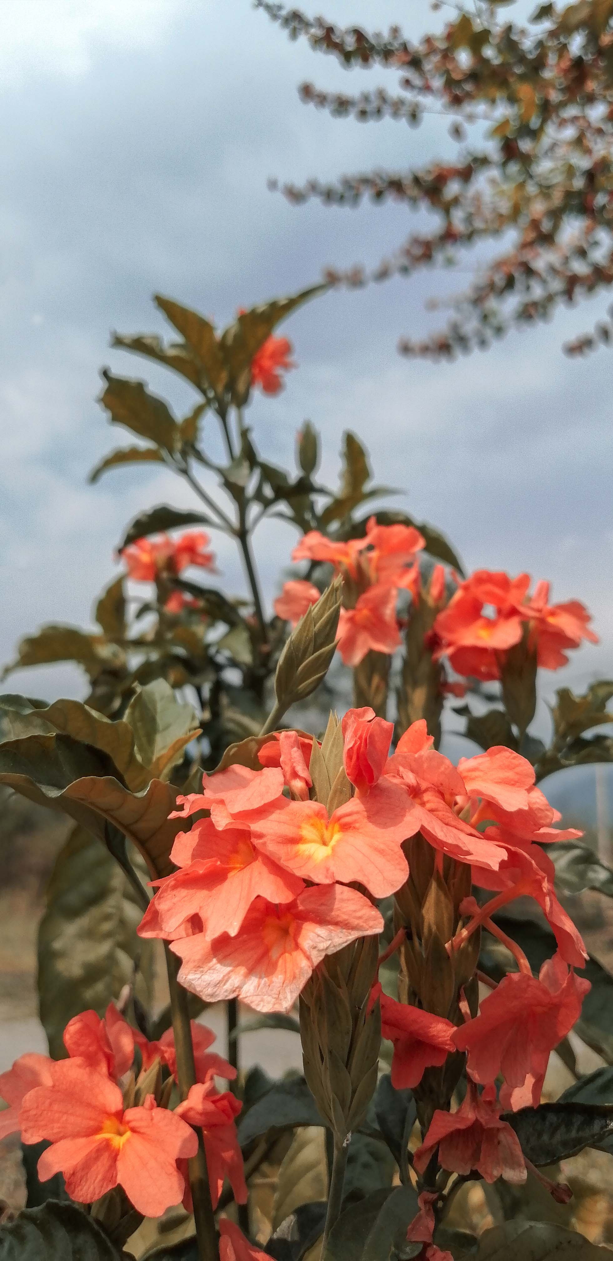 4k Flower For iPhone Wallpapers Wallpaper Cave