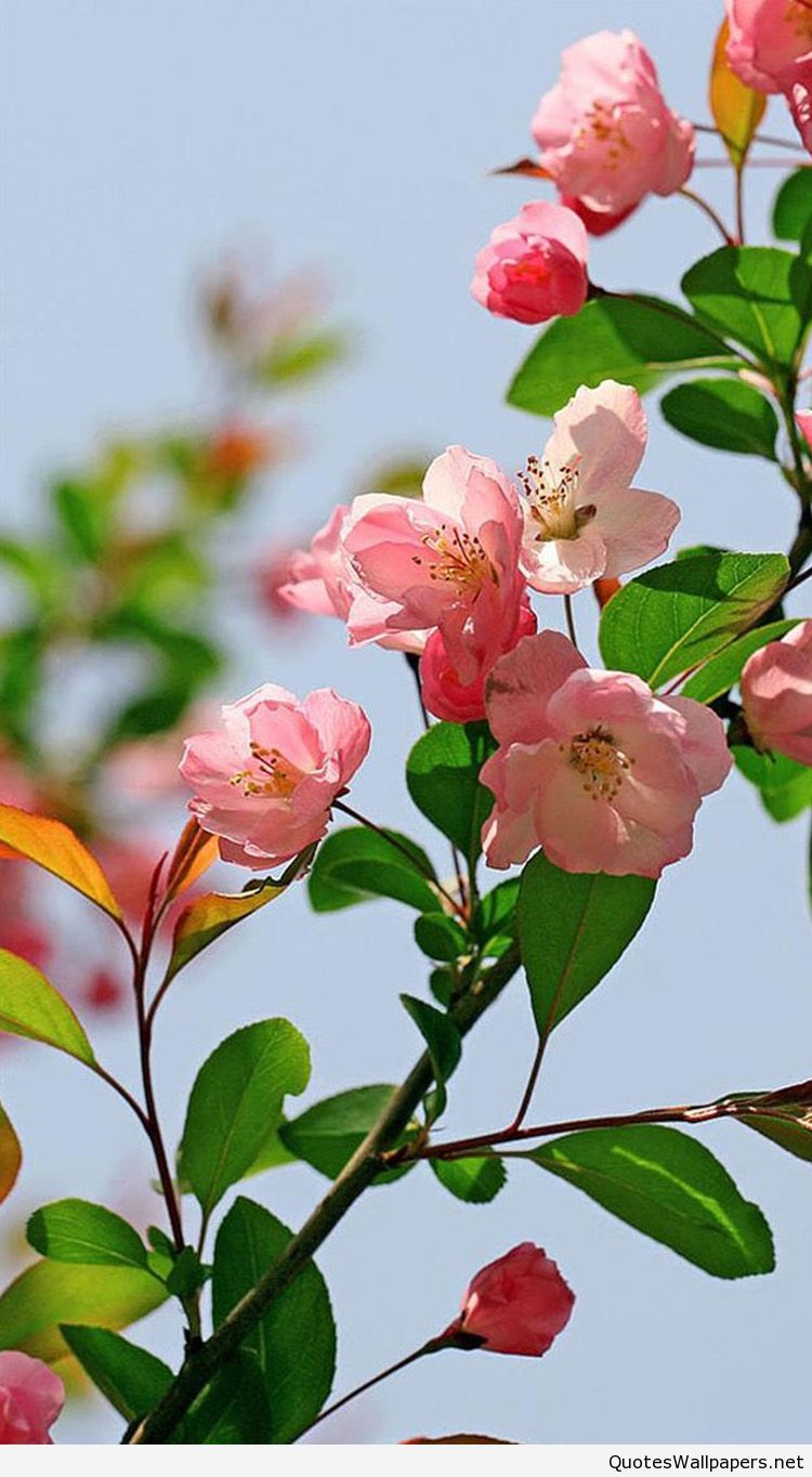 4k iPhone 11 Flowers Wallpapers Wallpaper Cave