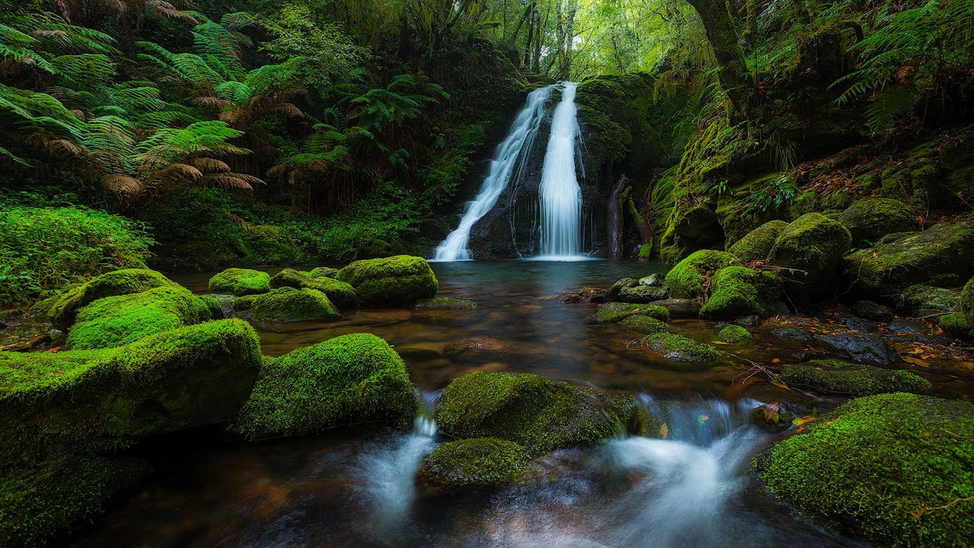 Rainforest 8k Hd Wallpaper