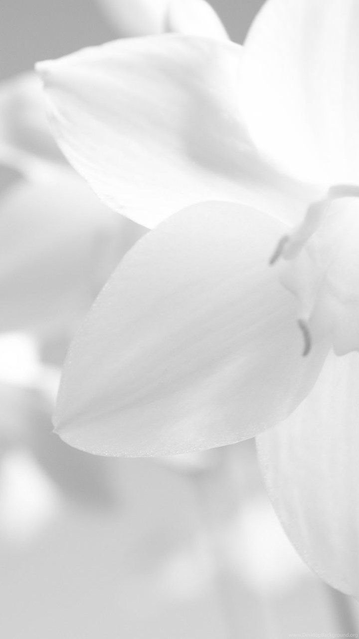 Colour White Wallpapers Wallpaper Cave