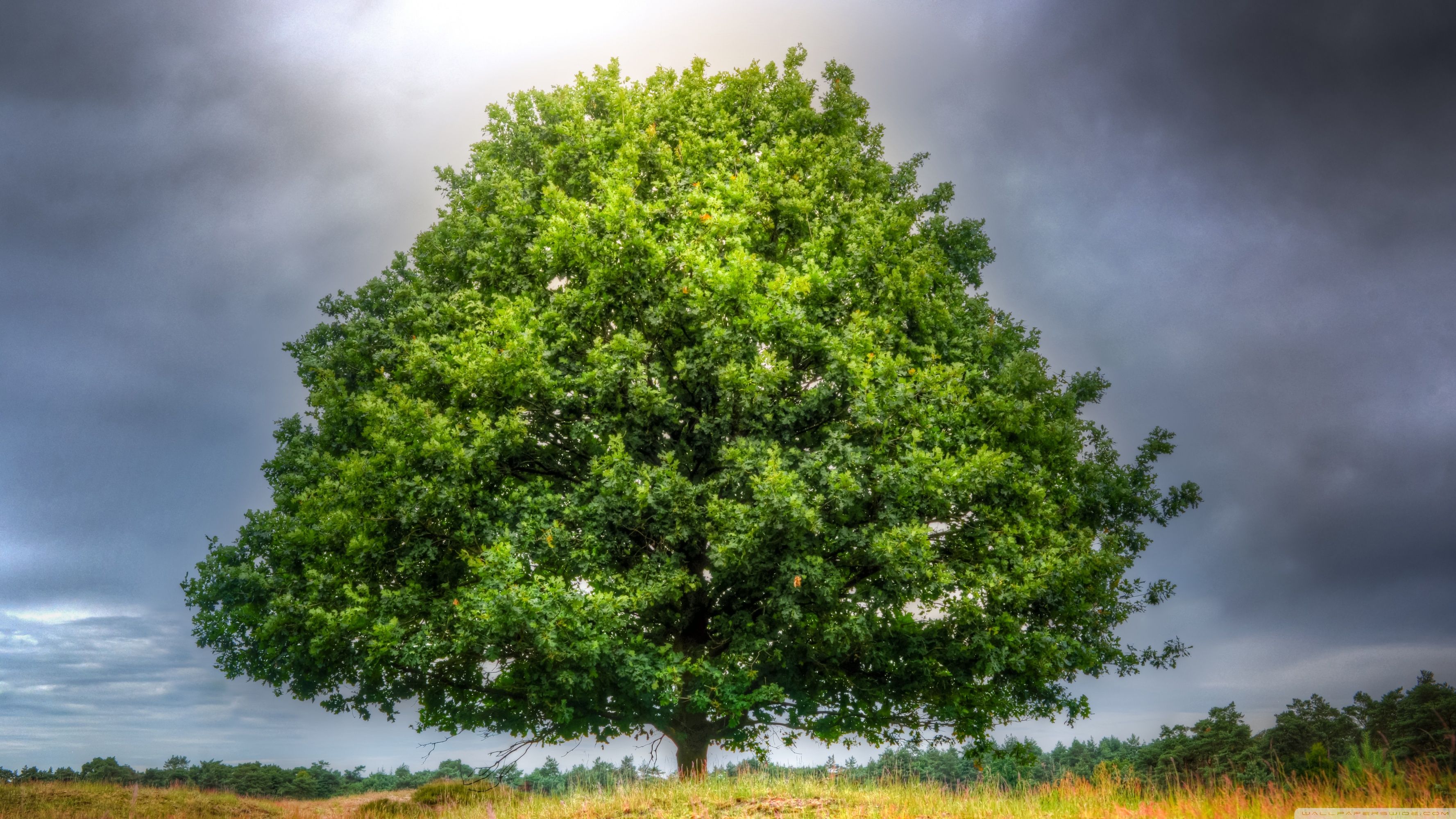 White Oak Tree Wallpapers Wallpaper Cave