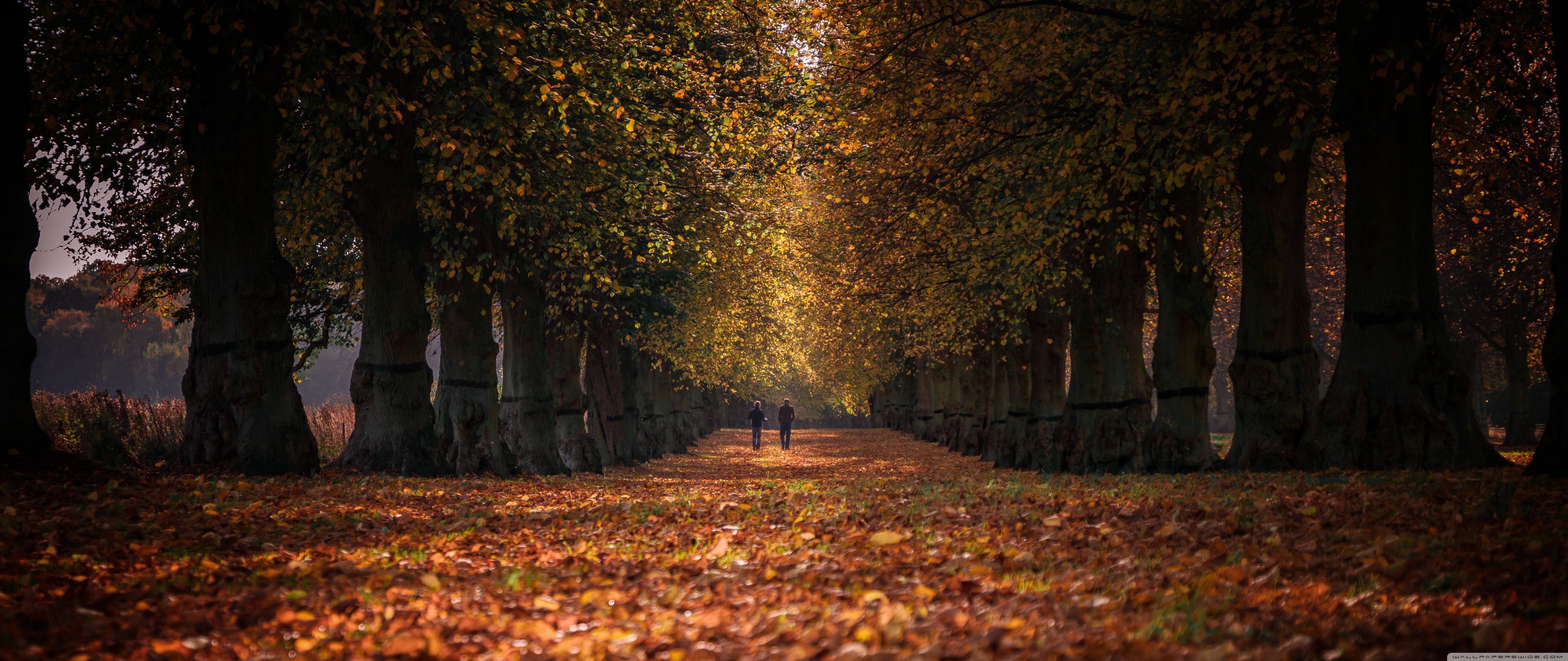 HD Autumn Night Wallpapers Wallpaper Cave