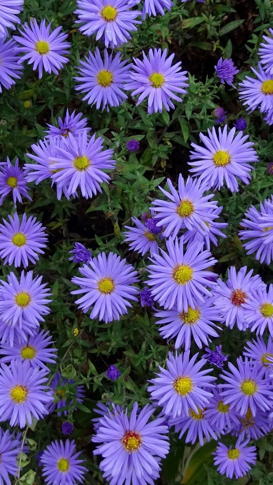 Aster Wallpapers Wallpaper Cave