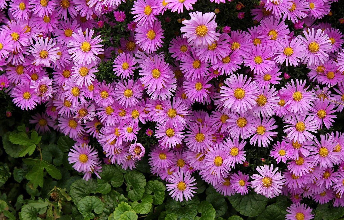 Wallpapers Aster Flowers Wallpapers