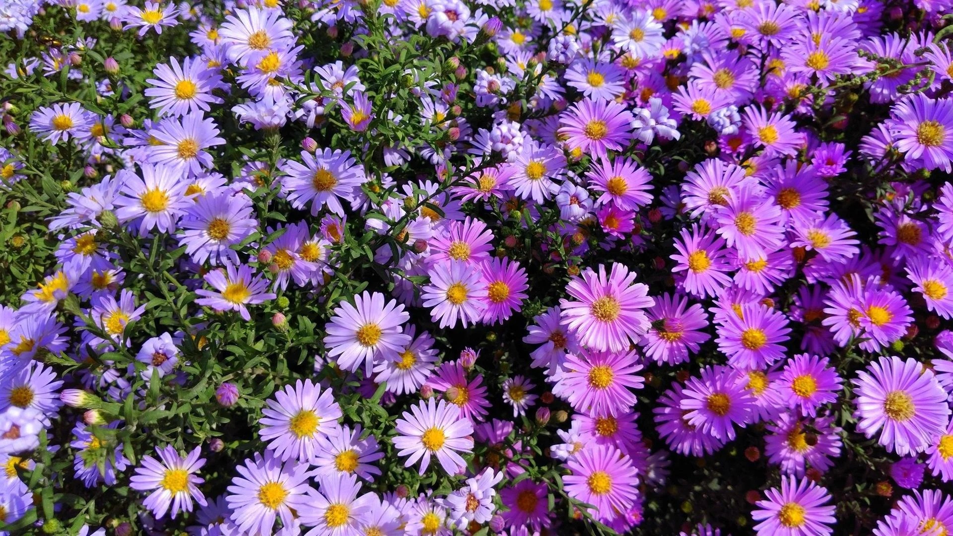 Aster Wallpapers Wallpaper Cave