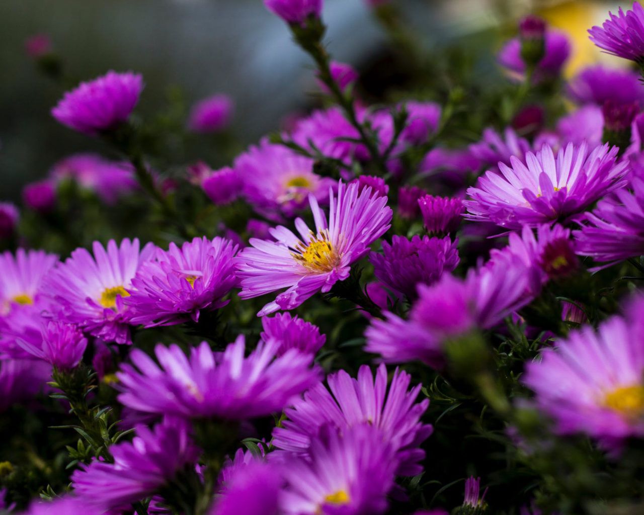 Aster Wallpapers Wallpaper Cave