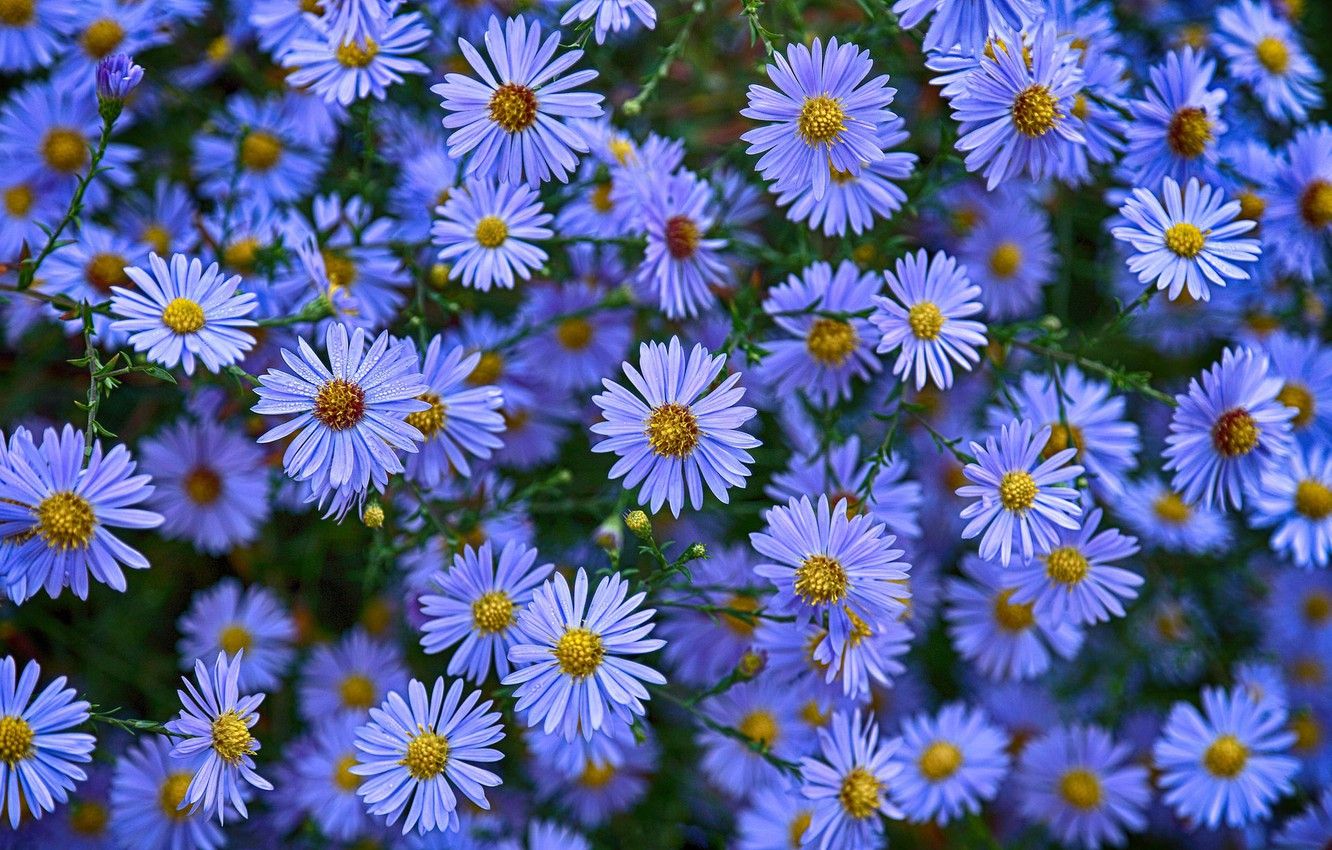 Aster Wallpapers Wallpaper Cave