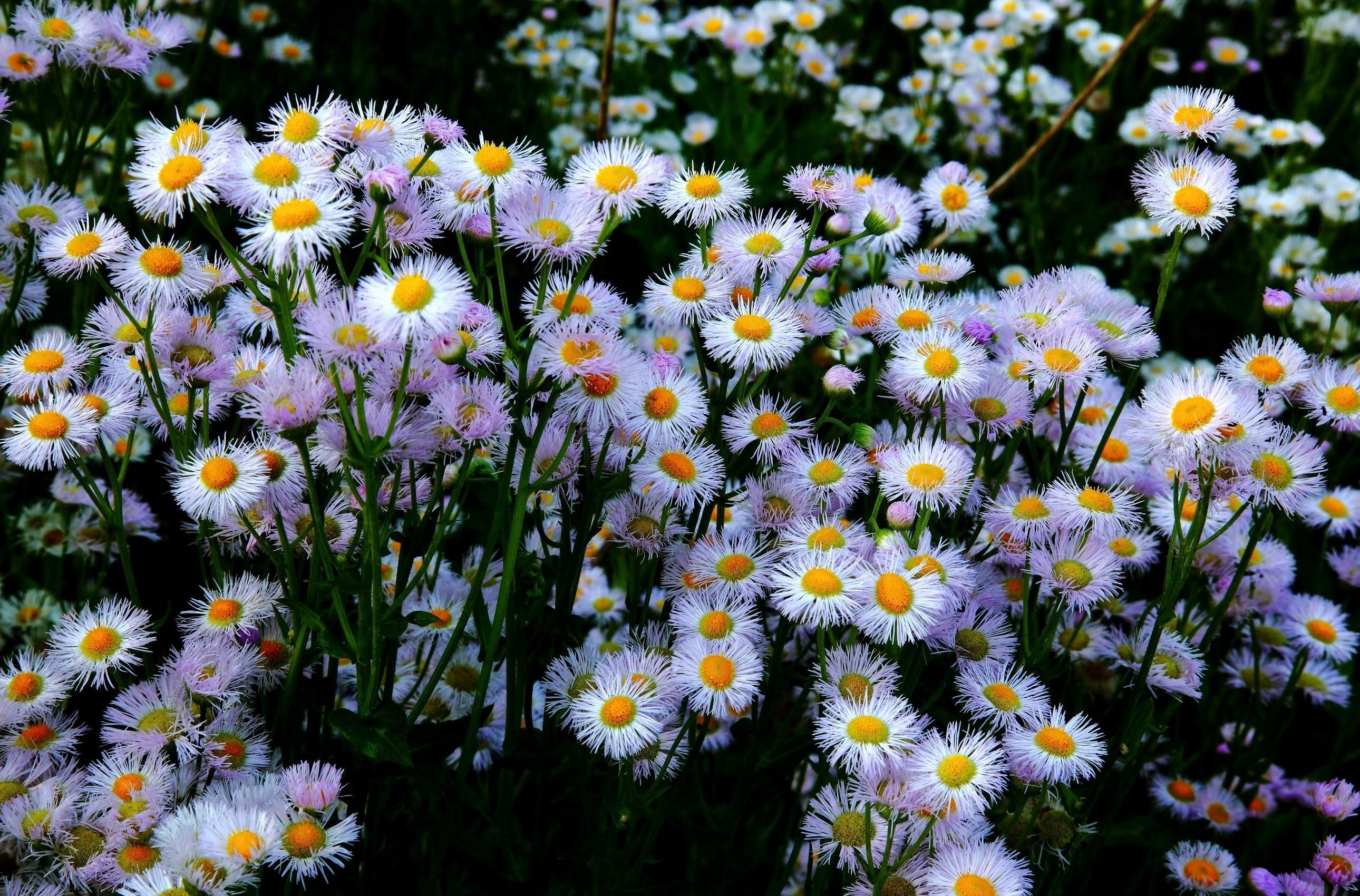 Aster Wallpapers Wallpaper Cave