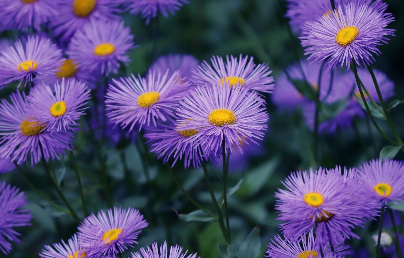 Aster Wallpapers Wallpaper Cave