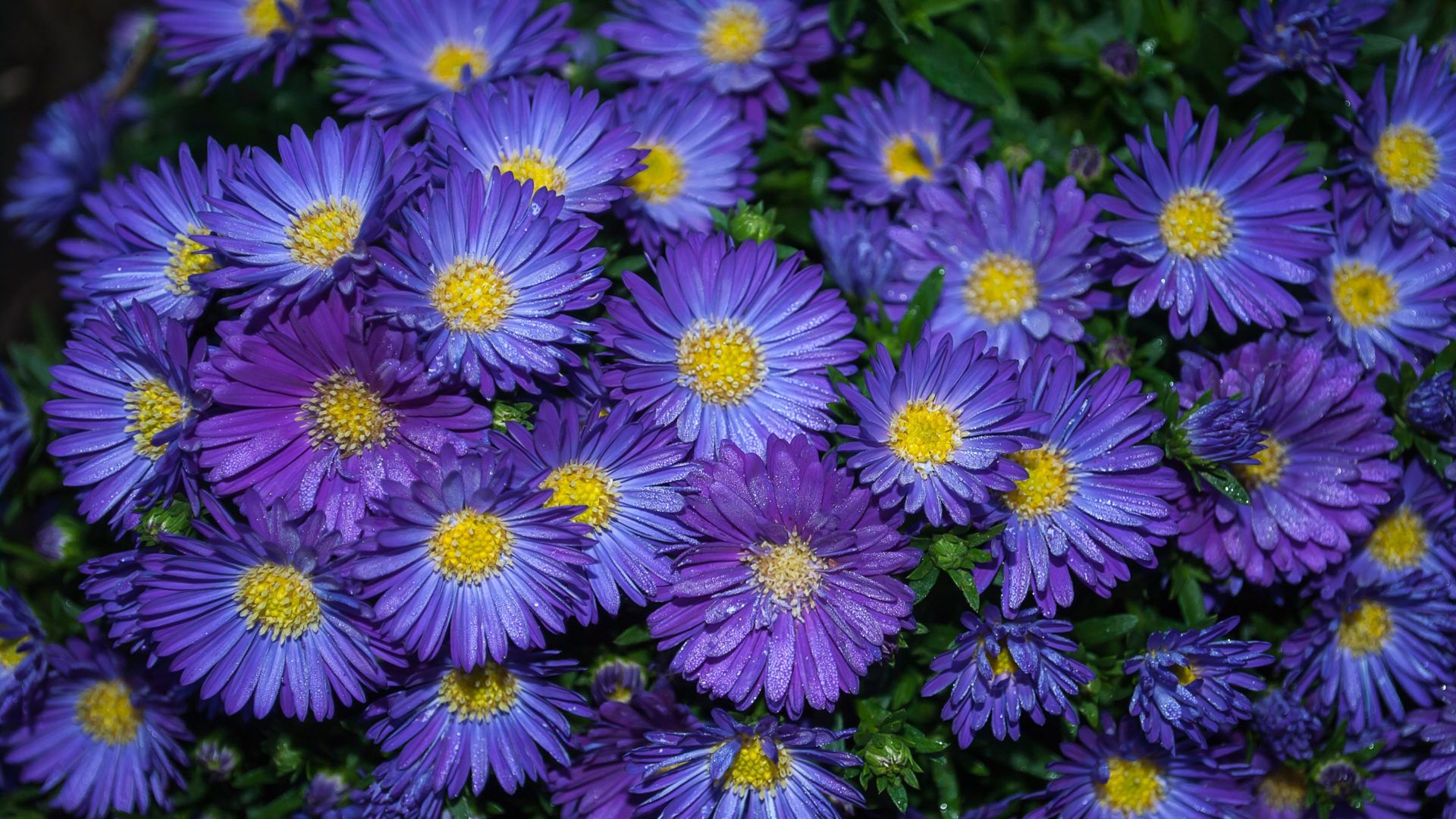 Aster Wallpapers Wallpaper Cave