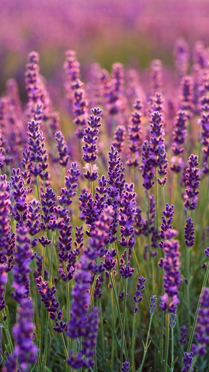 Aesthetic Lavenders Wallpapers Wallpaper Cave