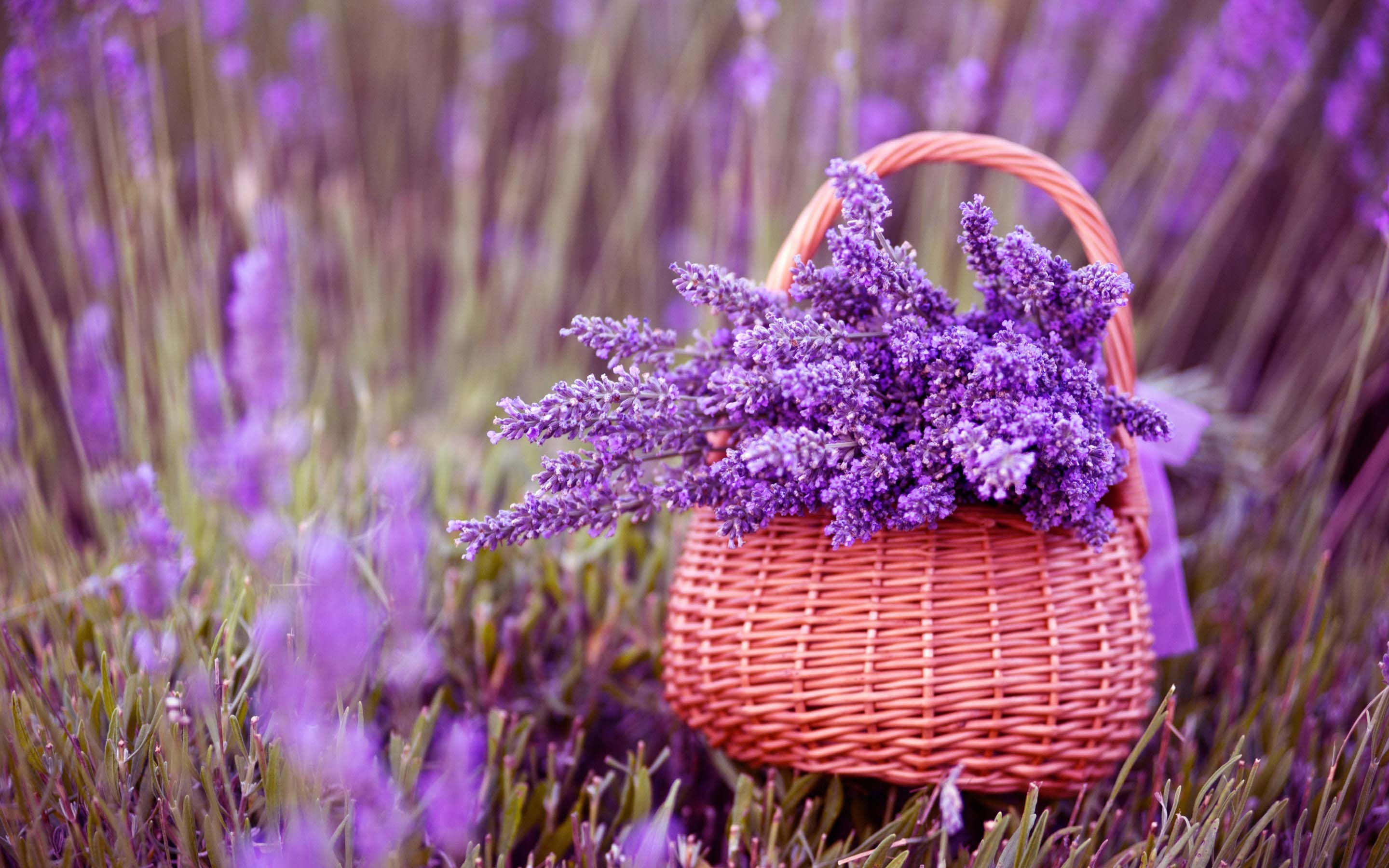 Aesthetic Lavenders Wallpapers Wallpaper Cave