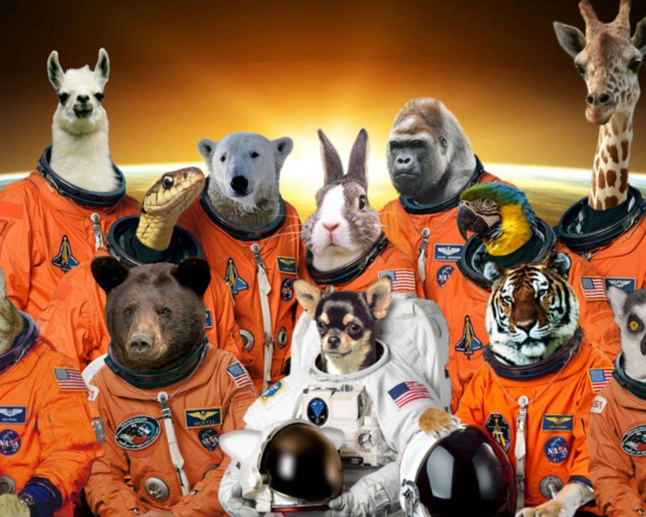 Dog In Space Wallpapers Wallpaper Cave