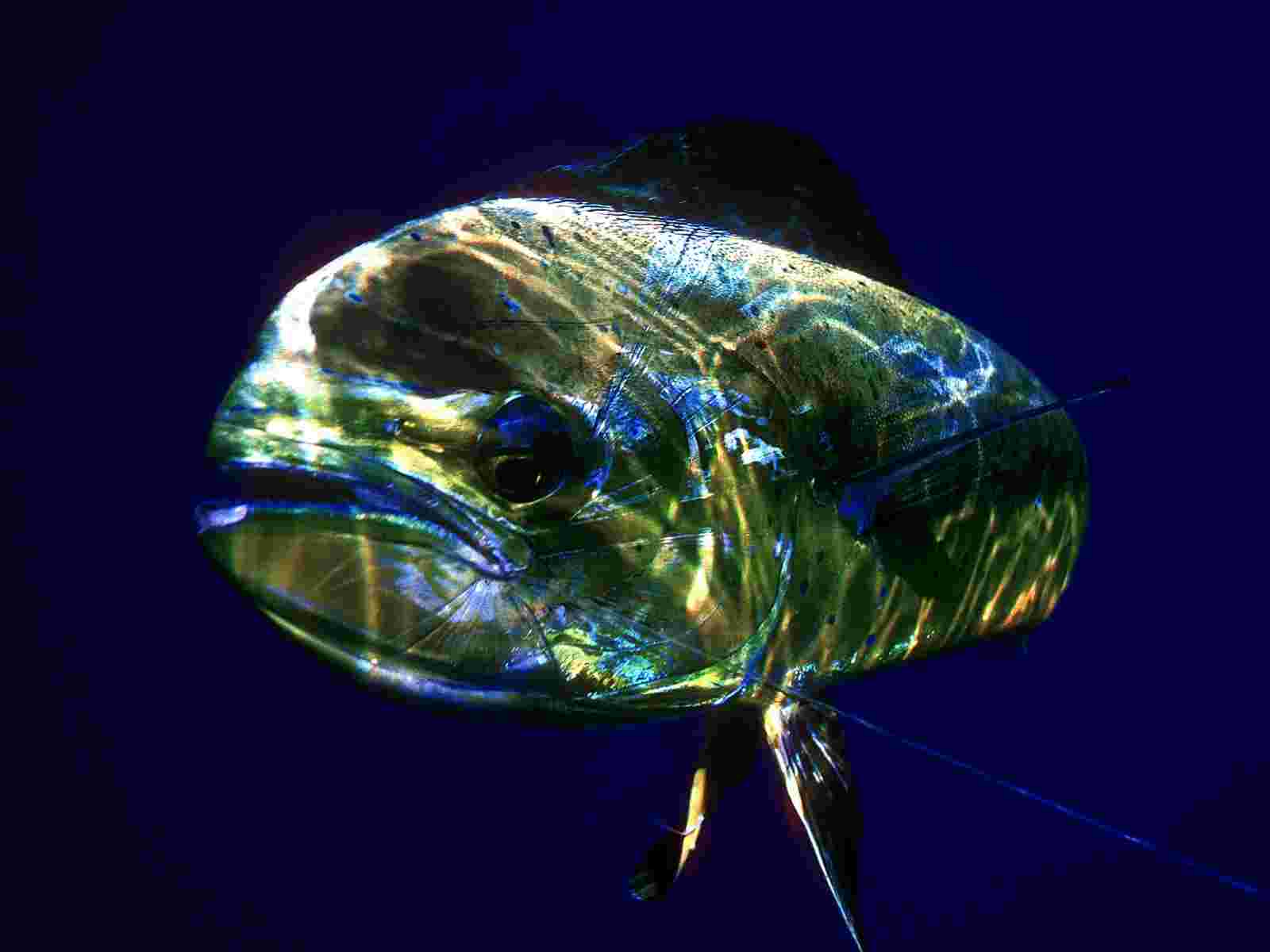 Mahi Mahi Wallpapers Wallpaper Cave