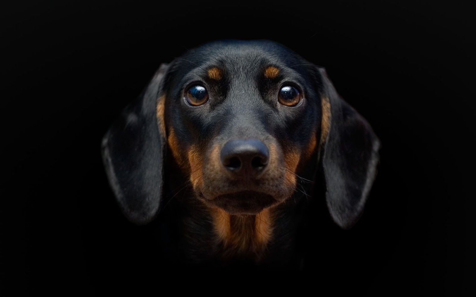 Wiener Dogs Wallpapers Wallpaper Cave