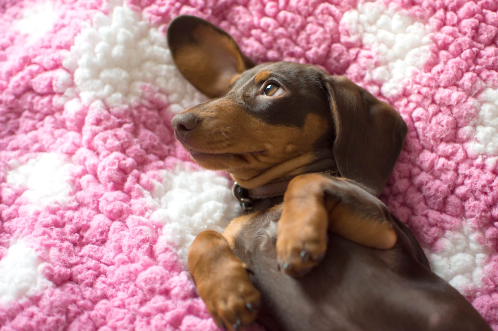 Wiener Dogs Wallpapers Wallpaper Cave