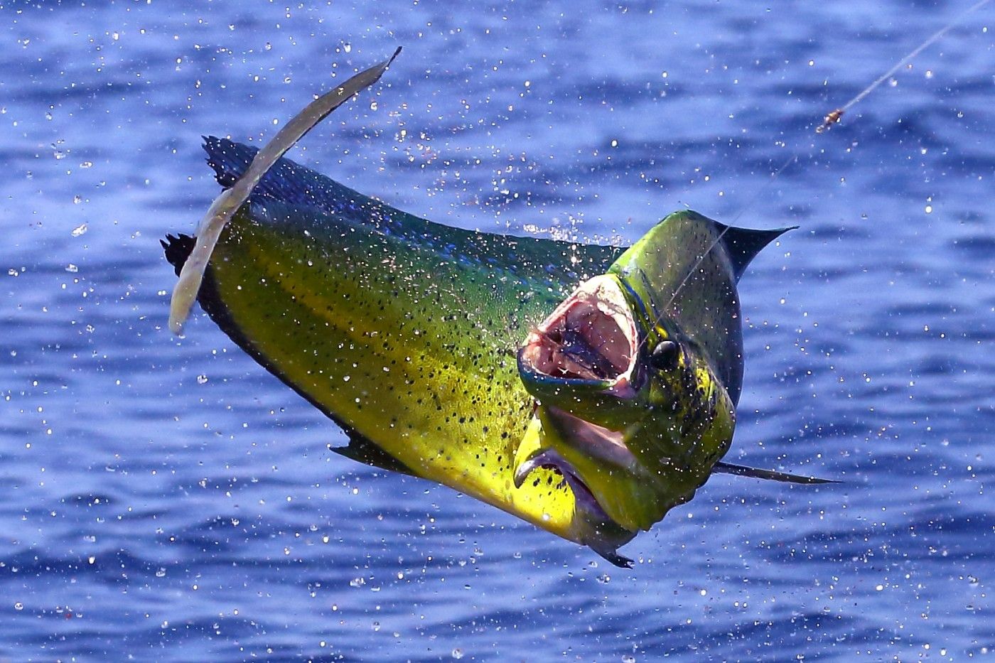 Mahi Mahi Wallpapers Wallpaper Cave