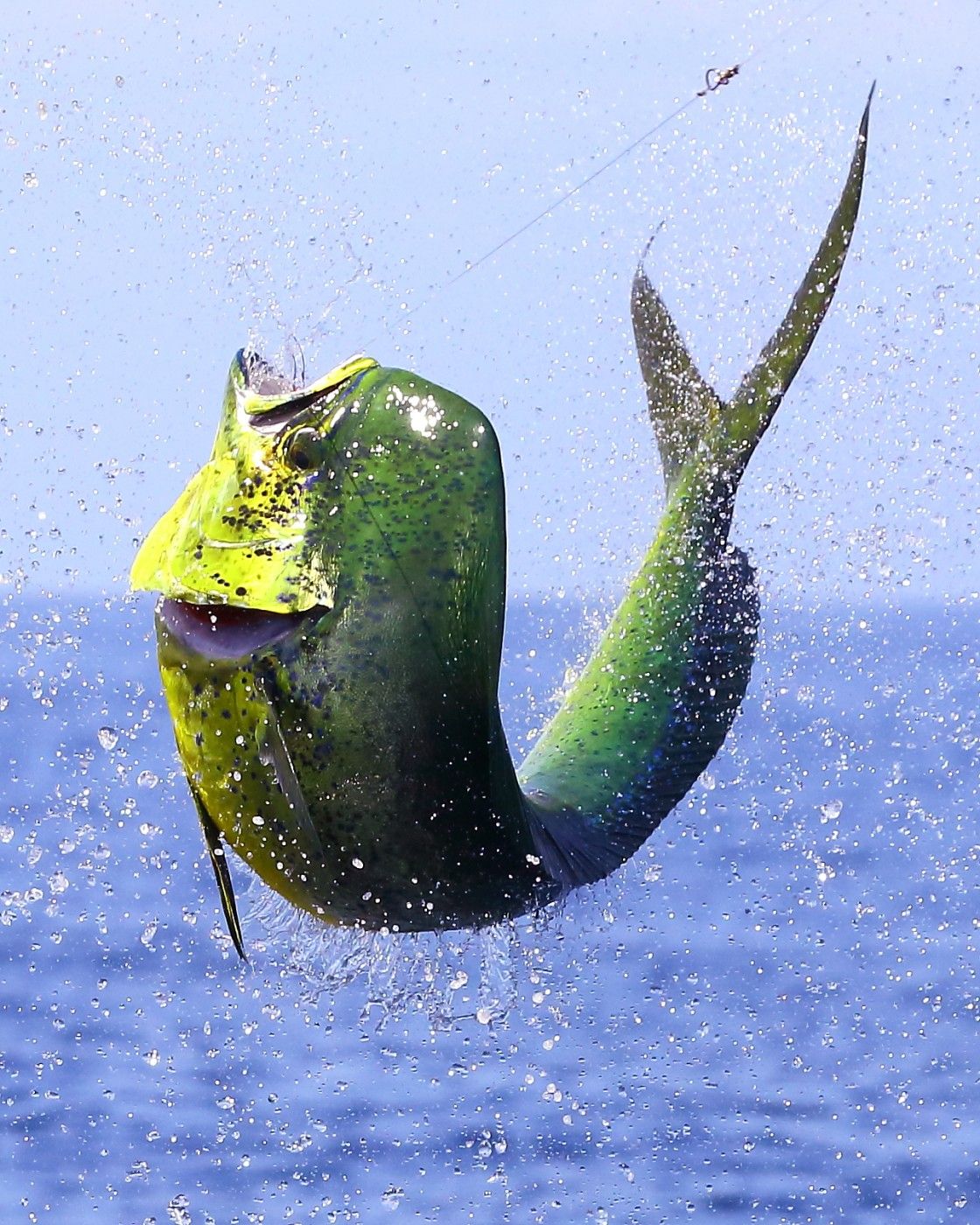 Mahi Mahi Wallpapers Wallpaper Cave