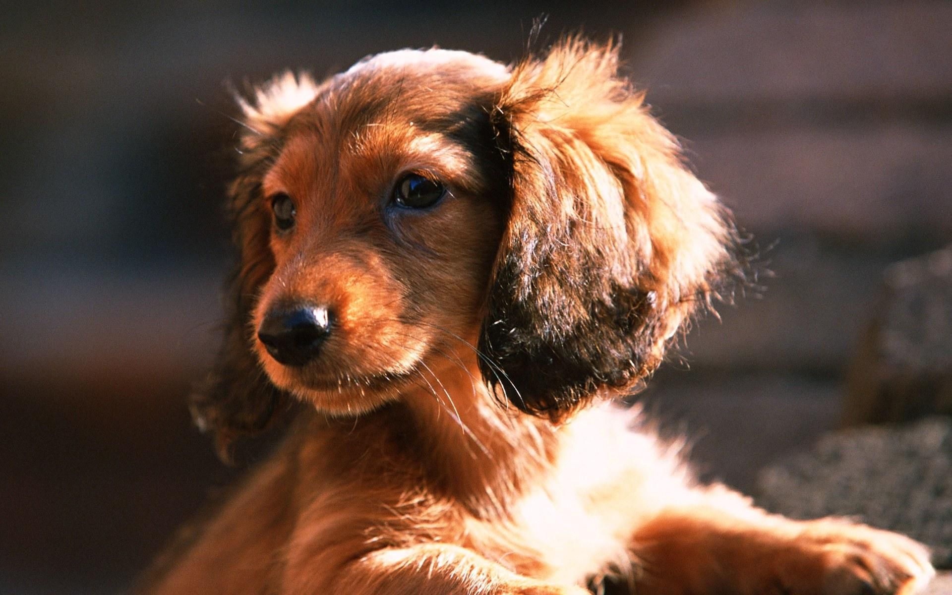Wiener Dogs Wallpapers Wallpaper Cave