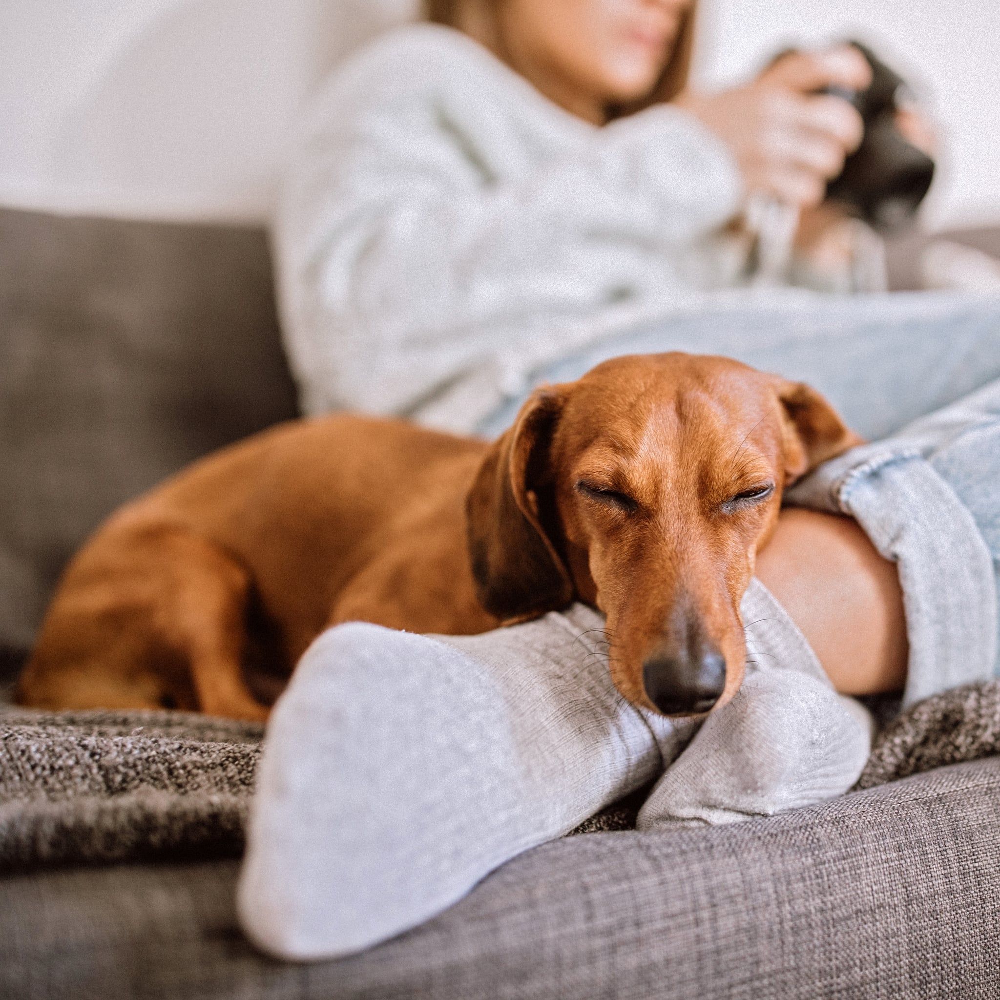 Wiener Dogs Wallpapers Wallpaper Cave