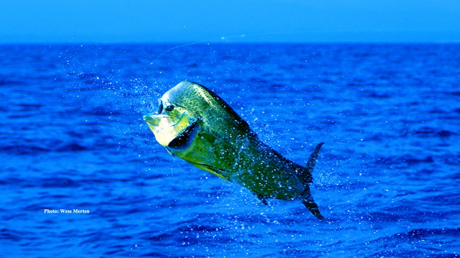Mahi Mahi Wallpapers Wallpaper Cave