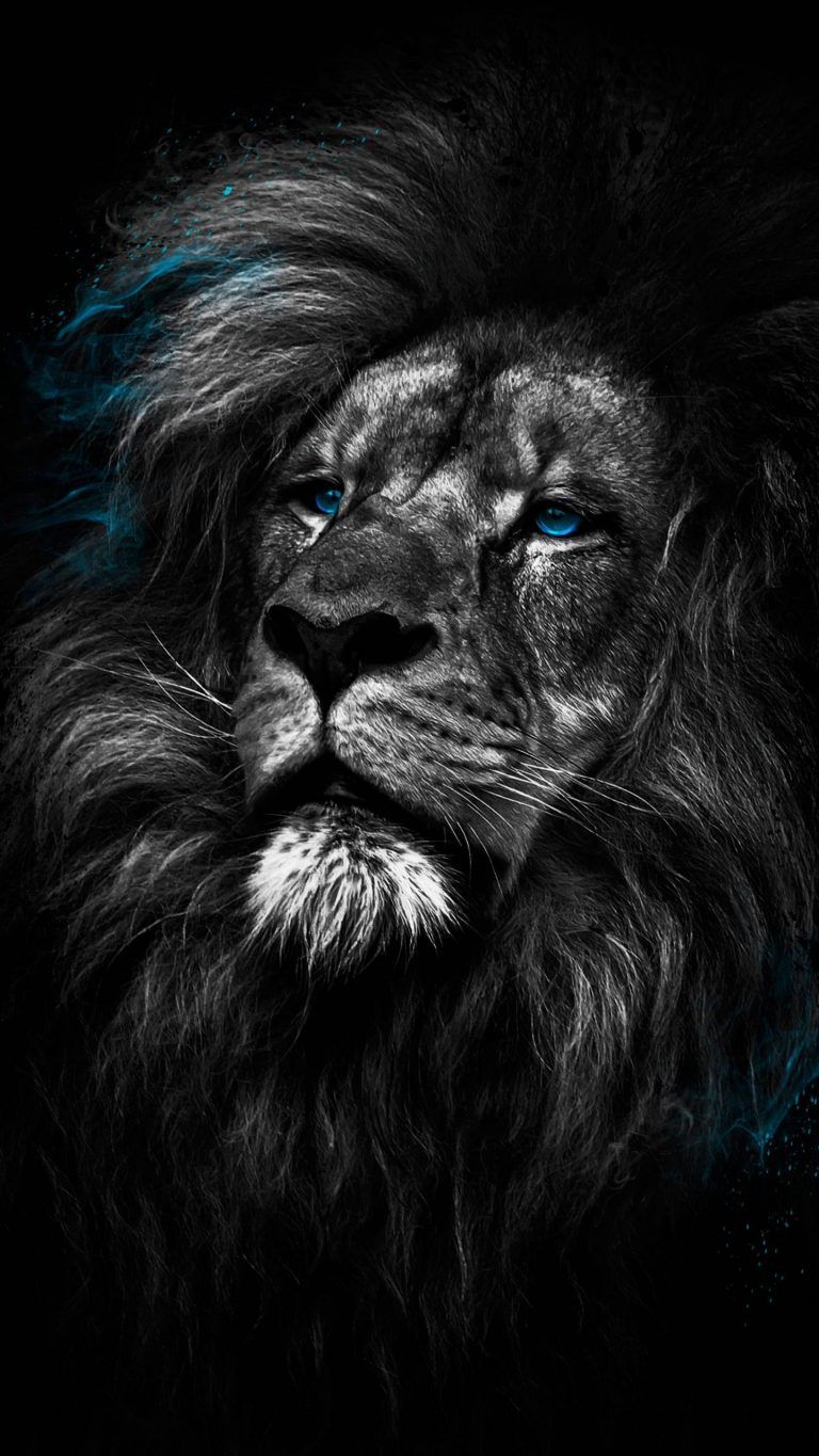 Lion 4k Android Wallpapers Wallpaper Cave