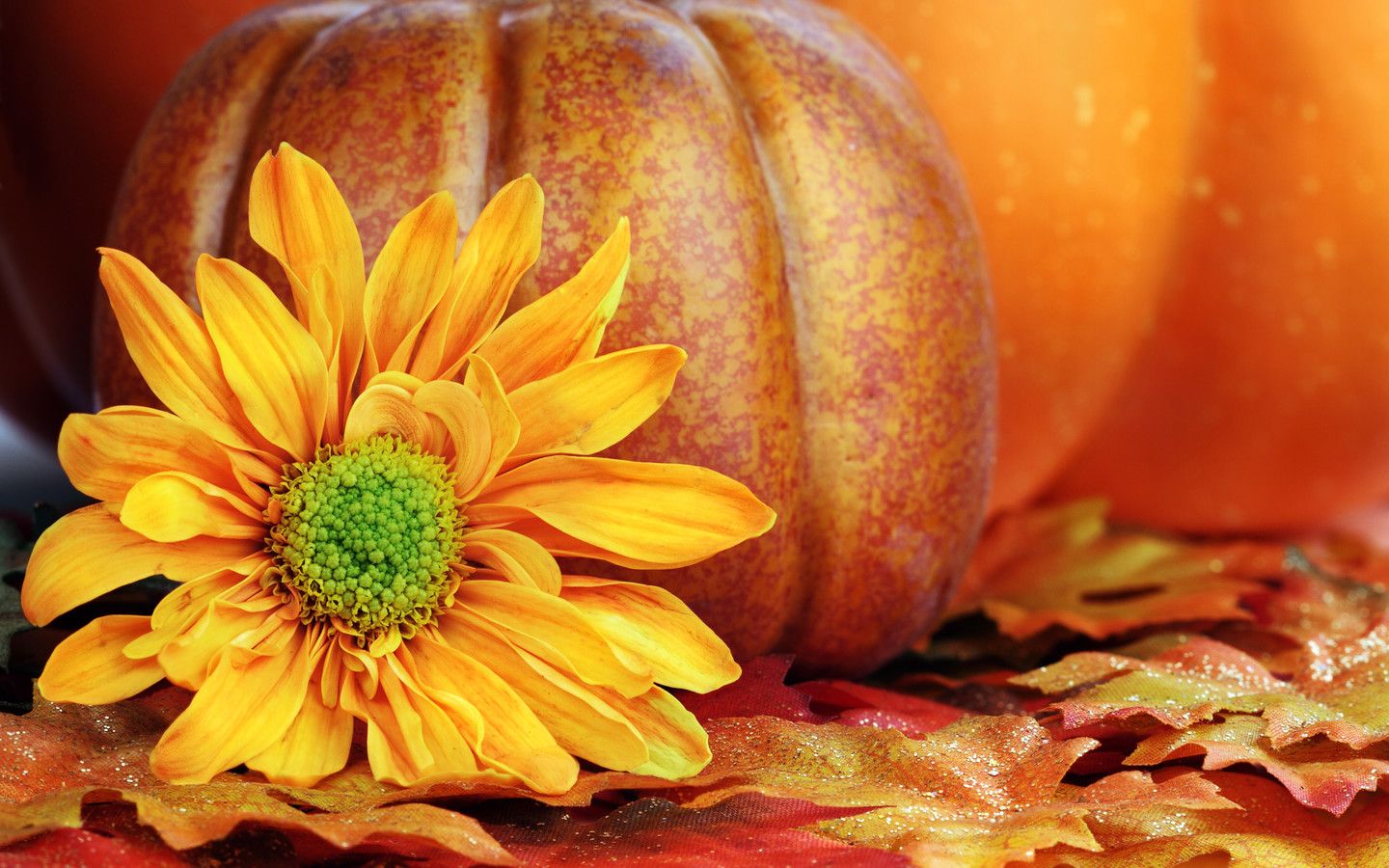 Halloween Flowers Wallpapers Wallpaper Cave