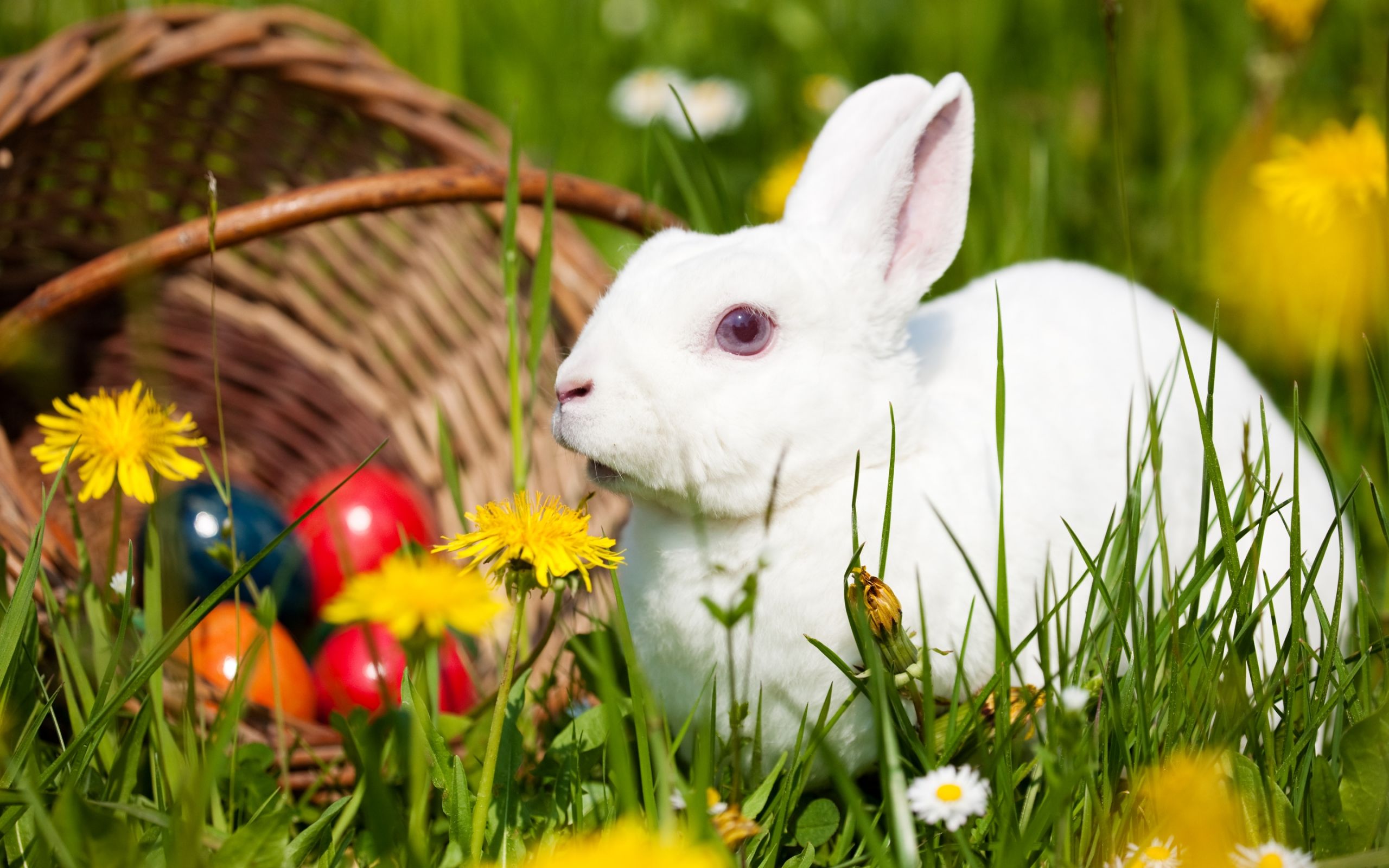 Cute Baby Bunny Wallpapers Wallpaper Cave