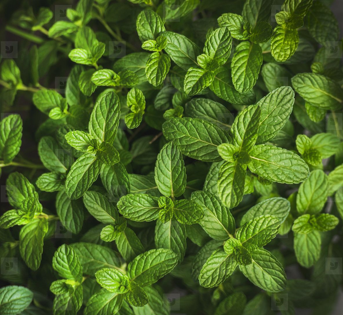 Mint Leaves Wallpapers Wallpaper Cave