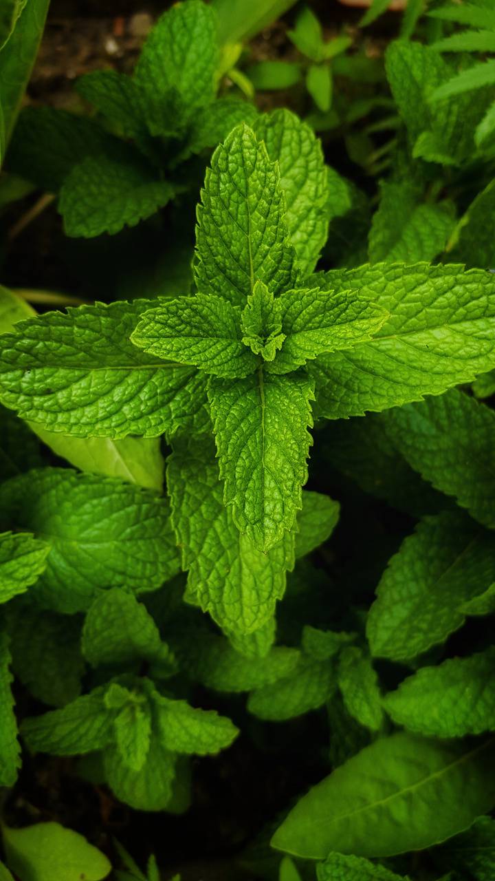 Mint Leaves Wallpapers Wallpaper Cave