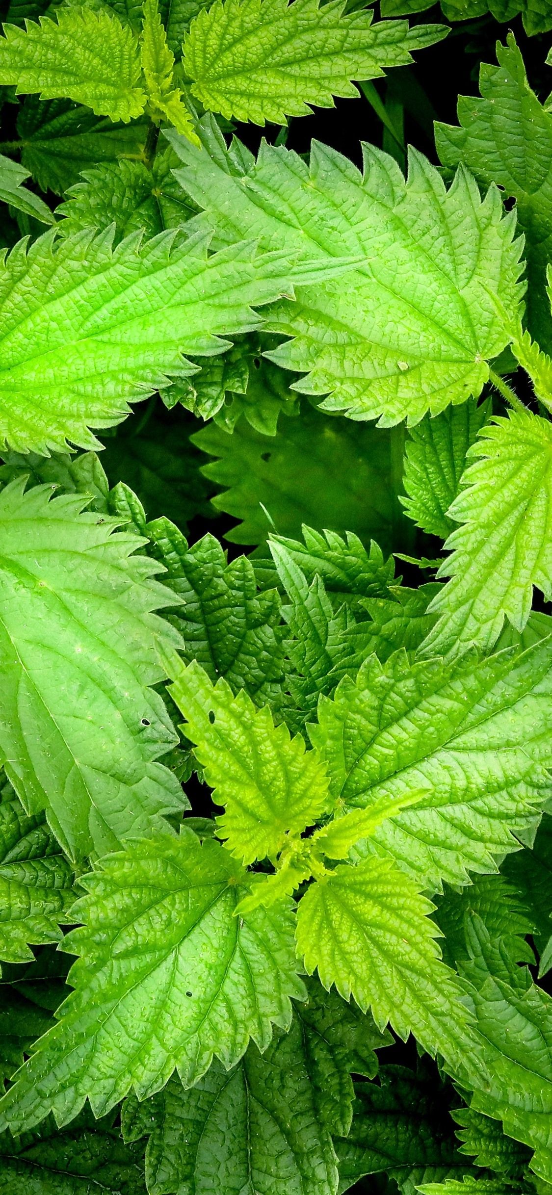 Mint Leaves Wallpapers Wallpaper Cave