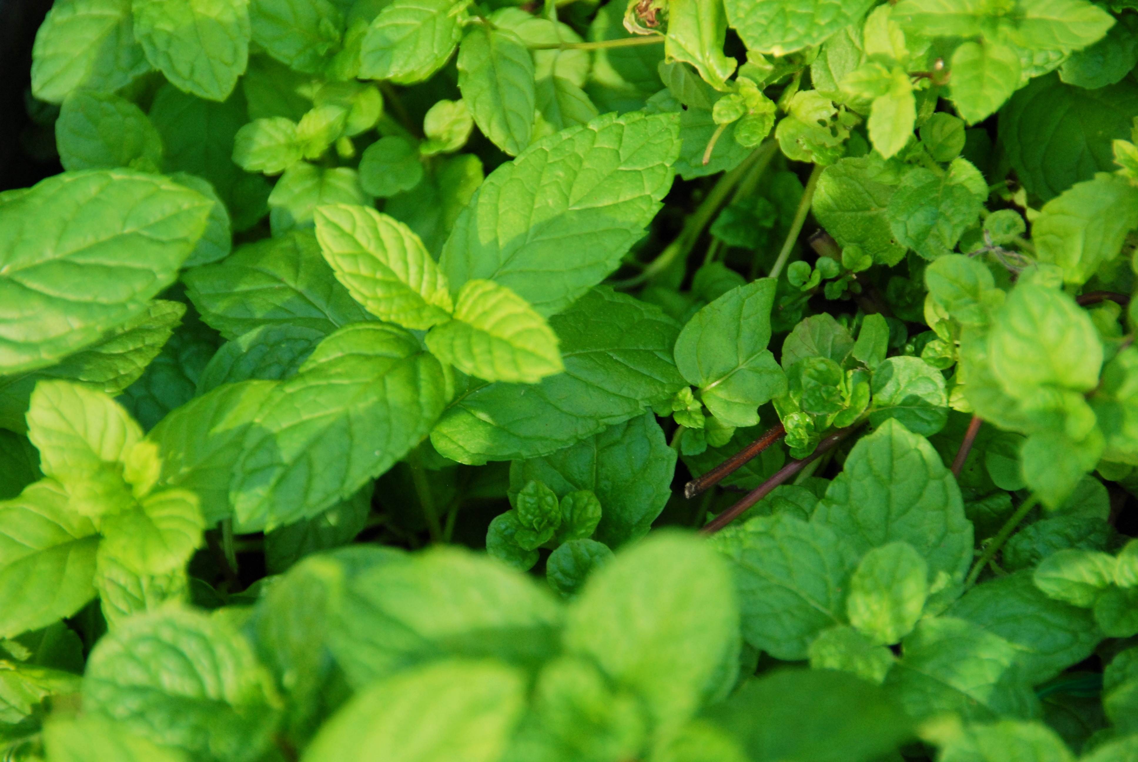 Mint Leaves Wallpapers Wallpaper Cave