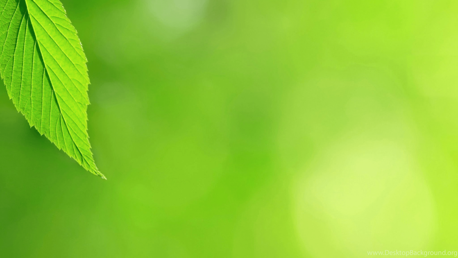 Mint Leaves Wallpapers Wallpaper Cave