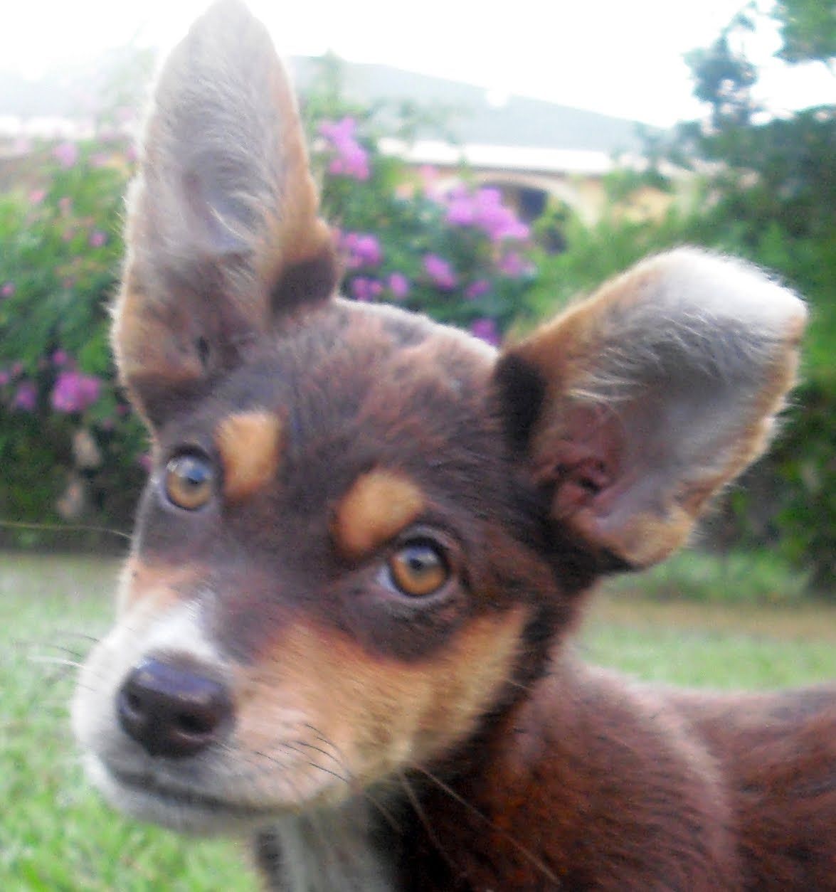 Kelpie Wallpapers Wallpaper Cave