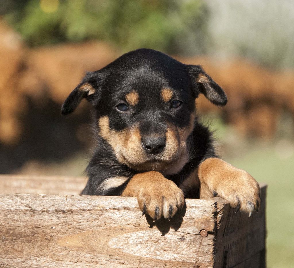 Kelpie Wallpapers Wallpaper Cave