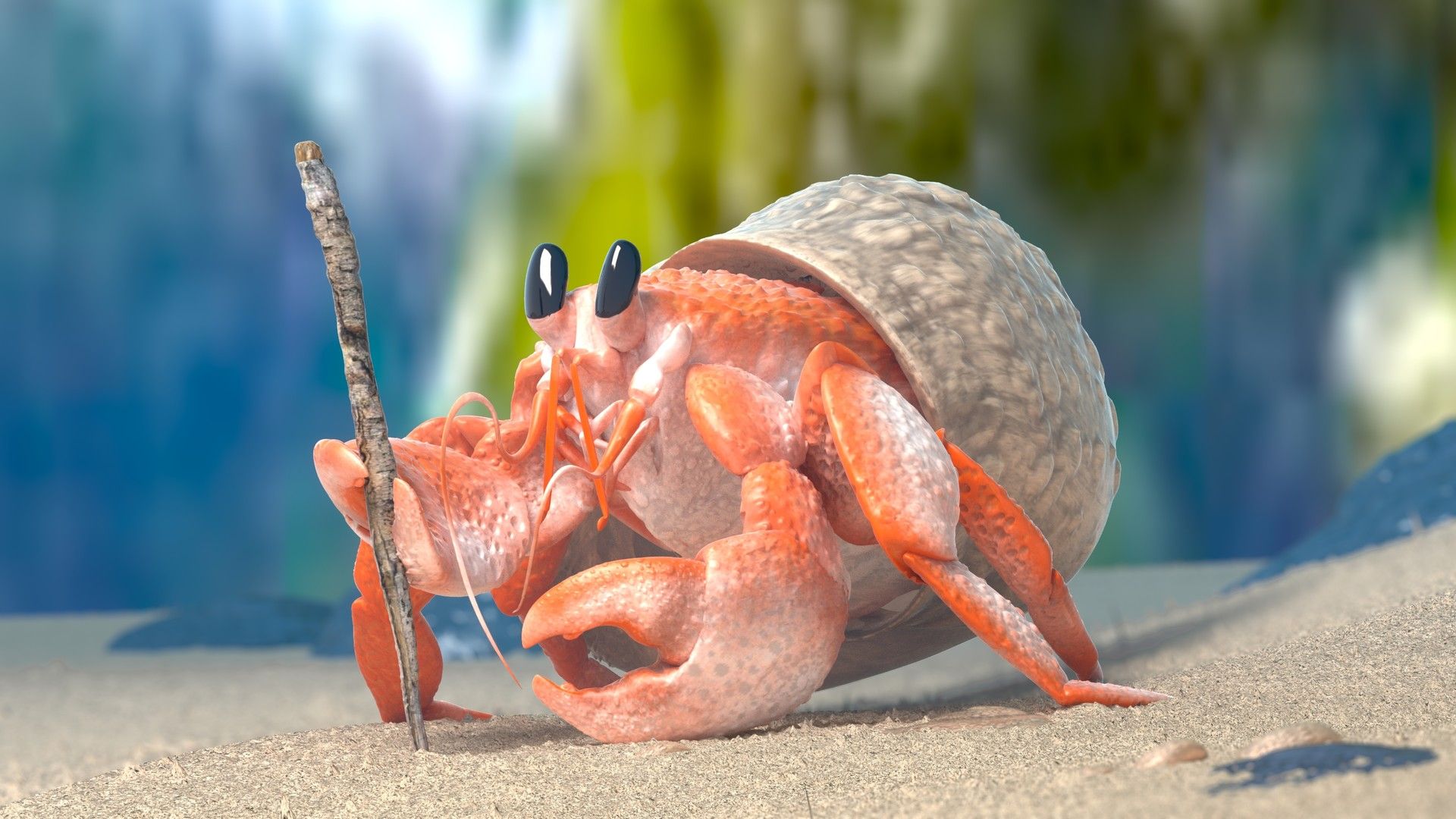 Hermit Crab Wallpapers Wallpaper Cave