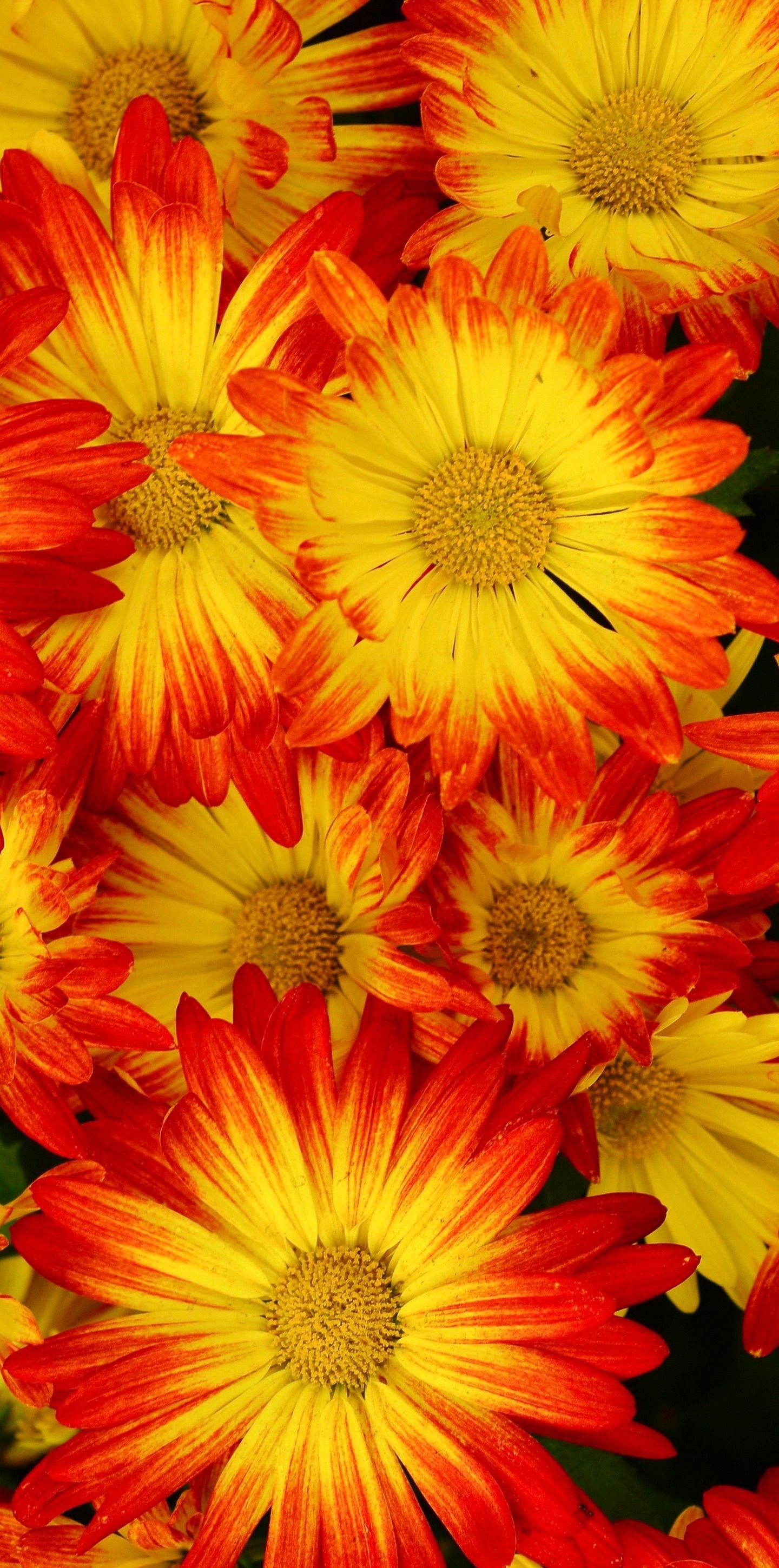 Beautiful Yellow Wallpapers Wallpaper Cave