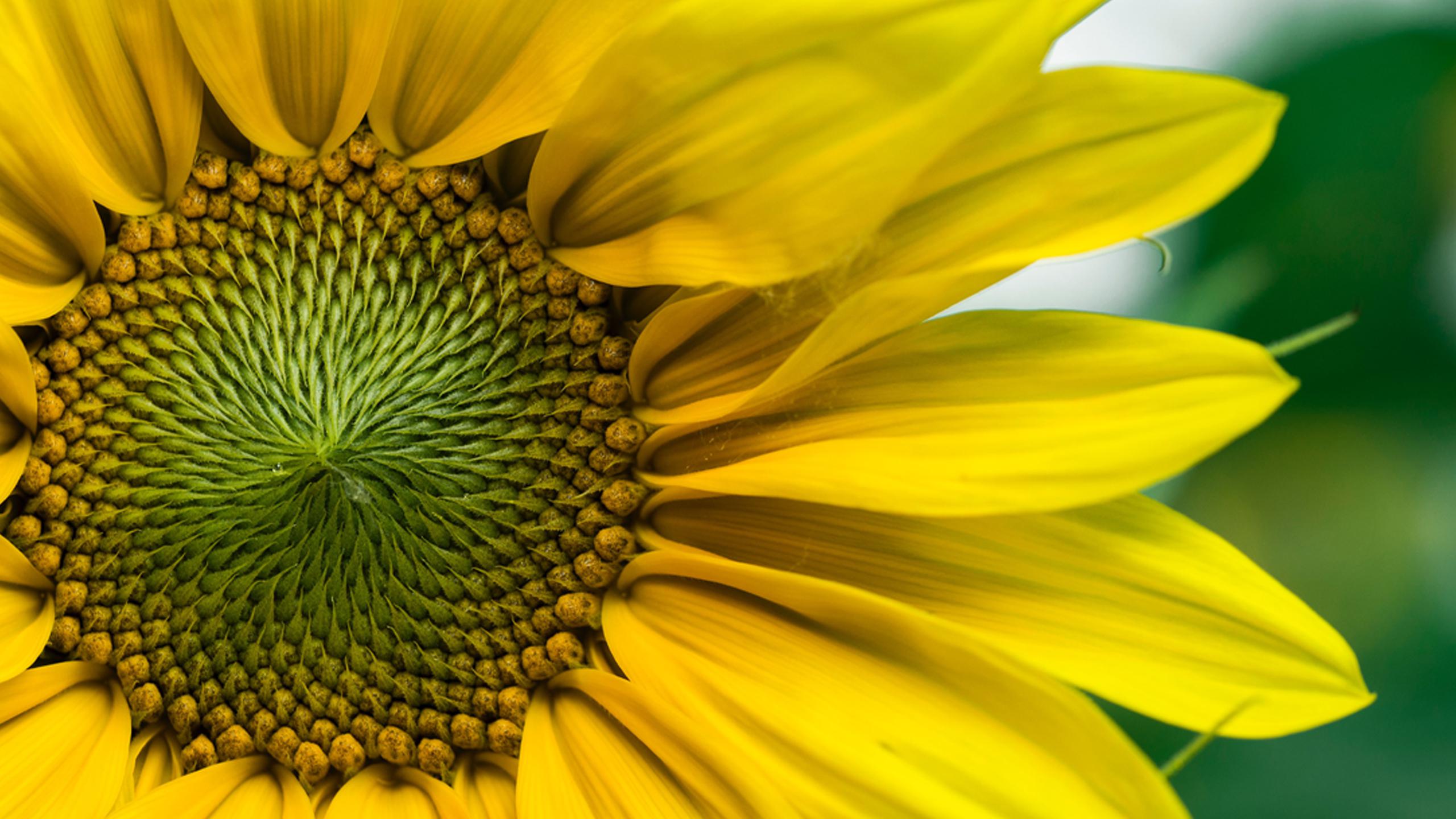 Ultra Yellow Color Wallpapers Wallpaper Cave