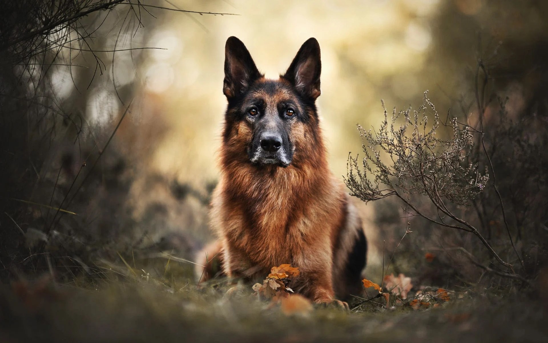 German Shepherd Autumn Wallpapers Wallpaper Cave