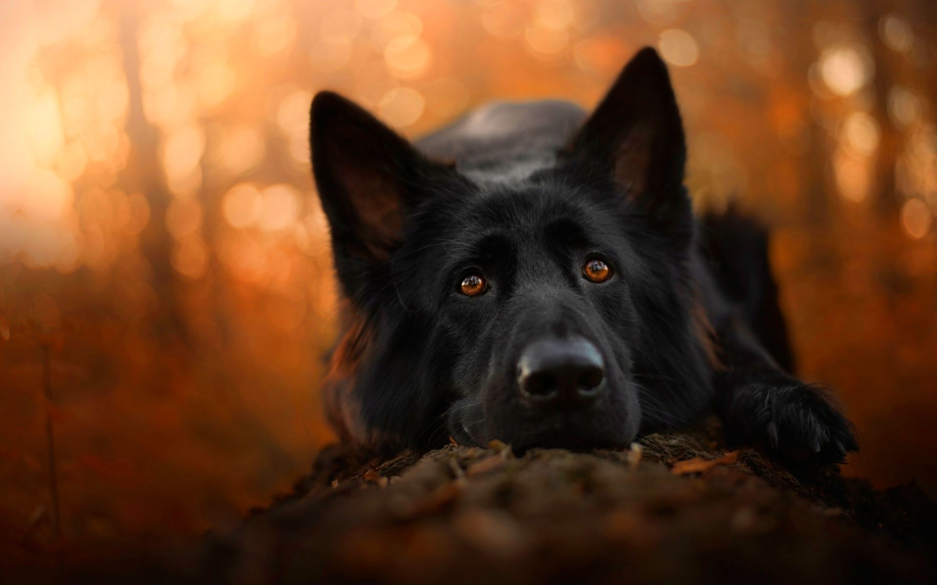 German Shepherd Autumn Wallpapers Wallpaper Cave